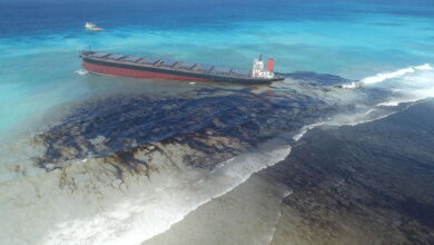 Top 10 Effects of Oil Spills on Marine Ecosystems